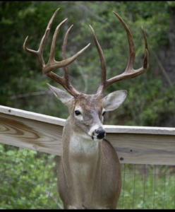 Deer Hunting