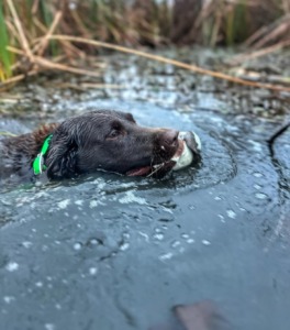 Duck Hunting