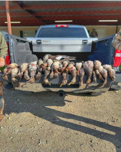 Duck Hunting