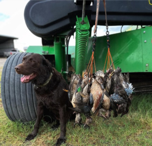 Duck Hunting